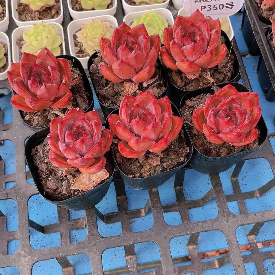 P350号 全状态烈日红艳