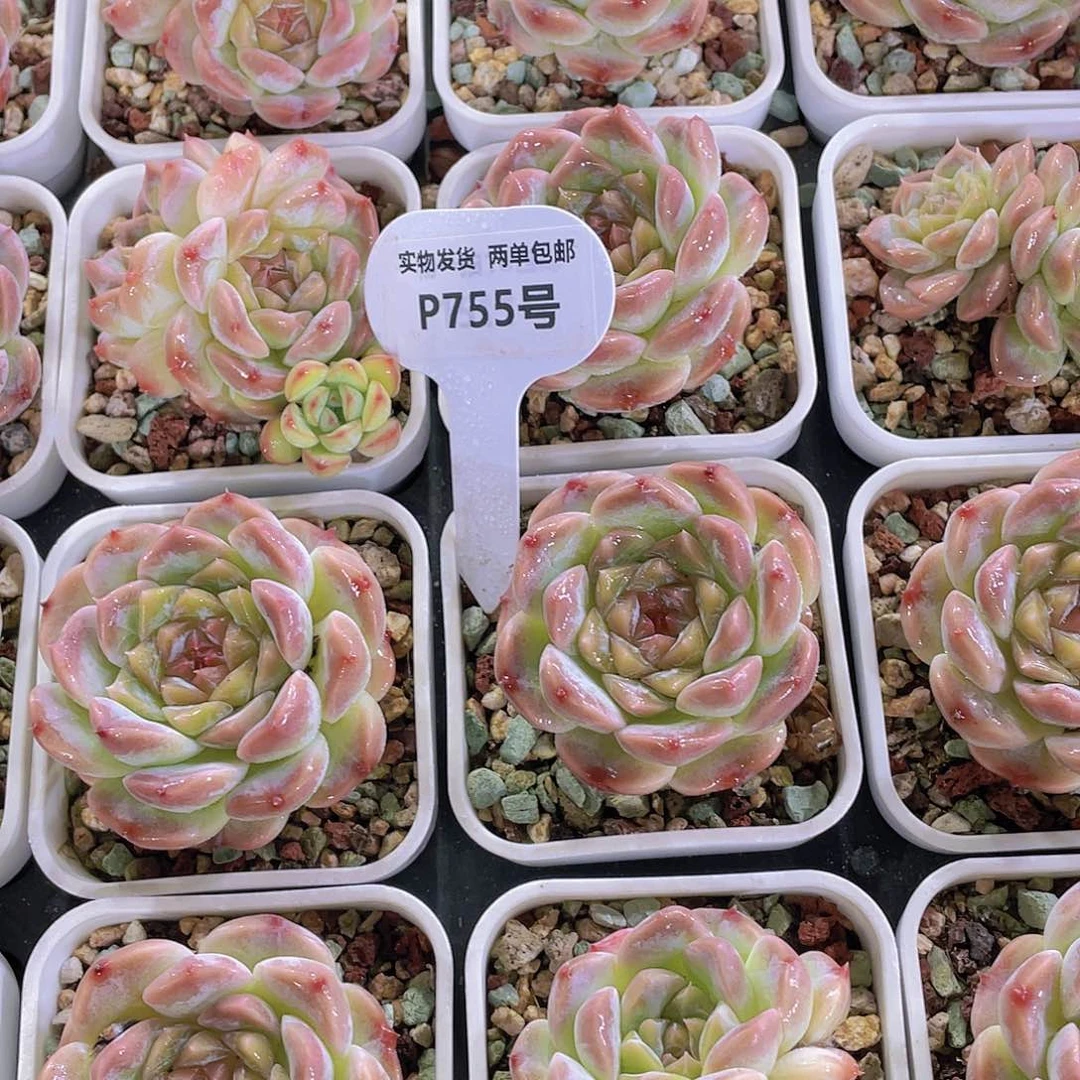 P755-全状态钻石珍妮樱花冰魄