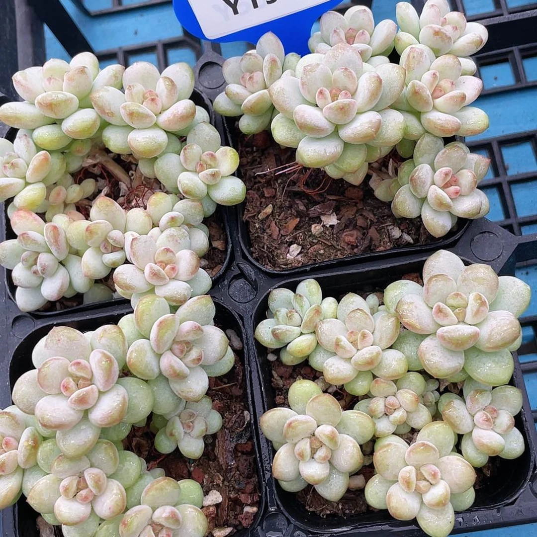 Y19-M精品多头老桩阳光玫瑰群一个