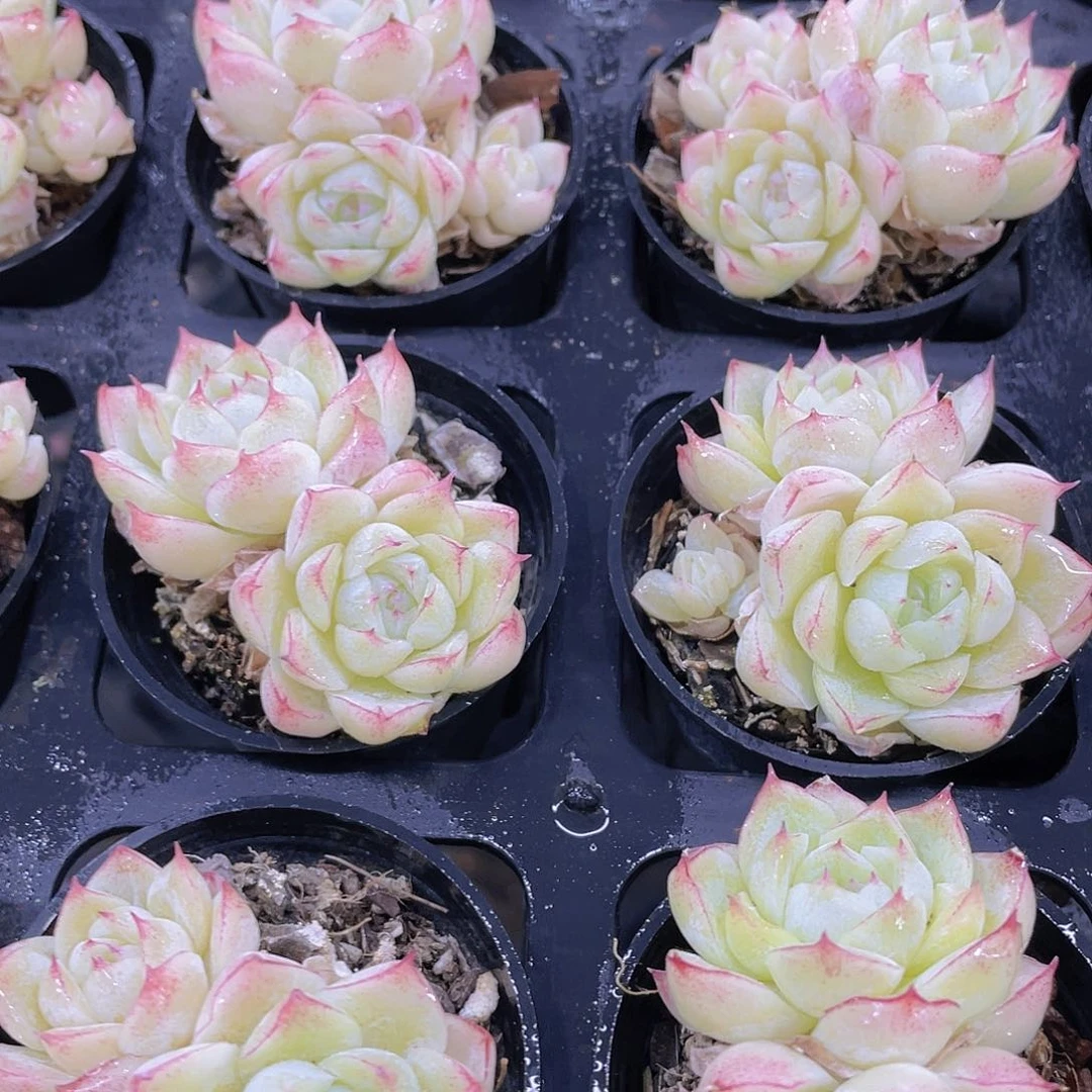 H903  全状态白月光双头两个