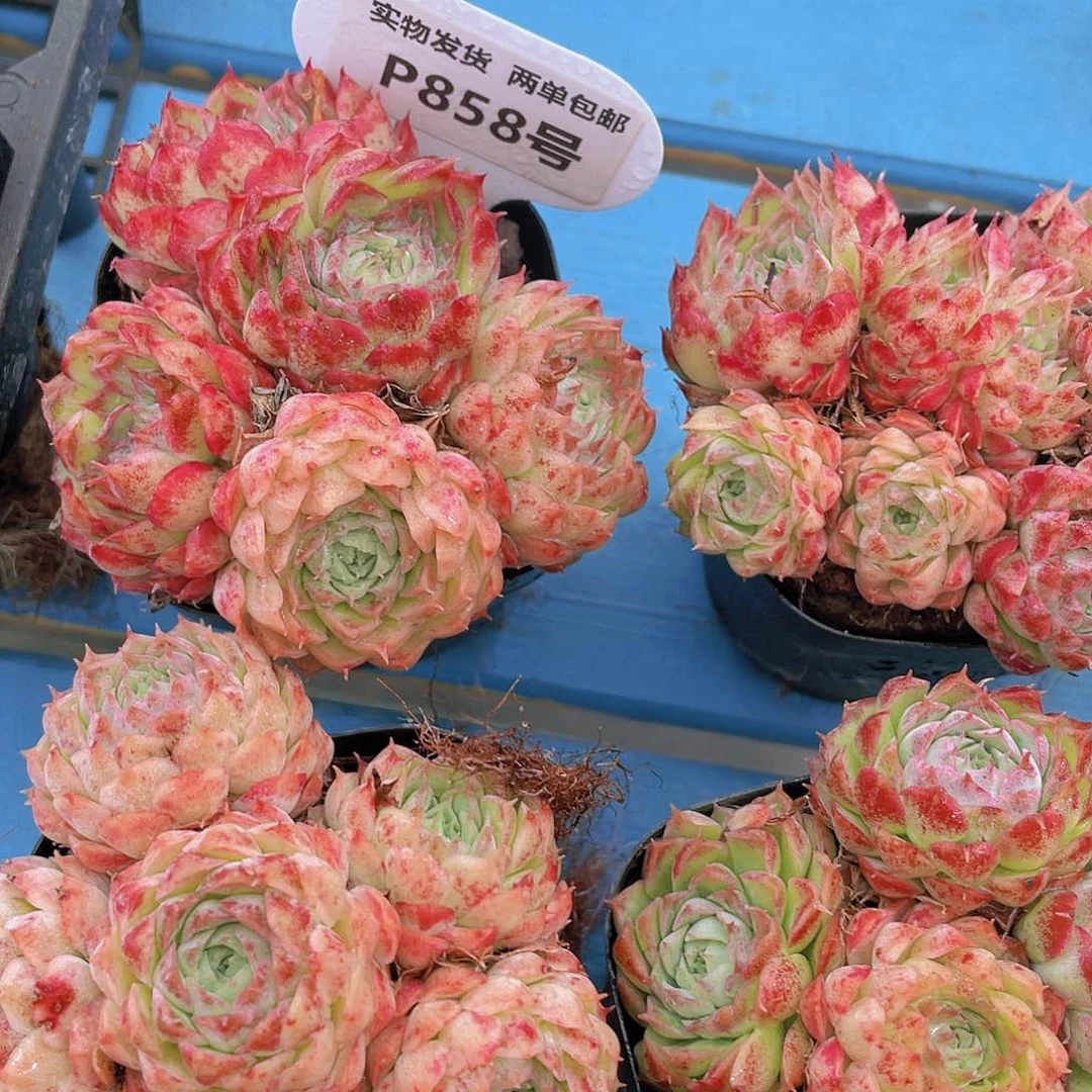 P858  全状态蝶衣群买一送一