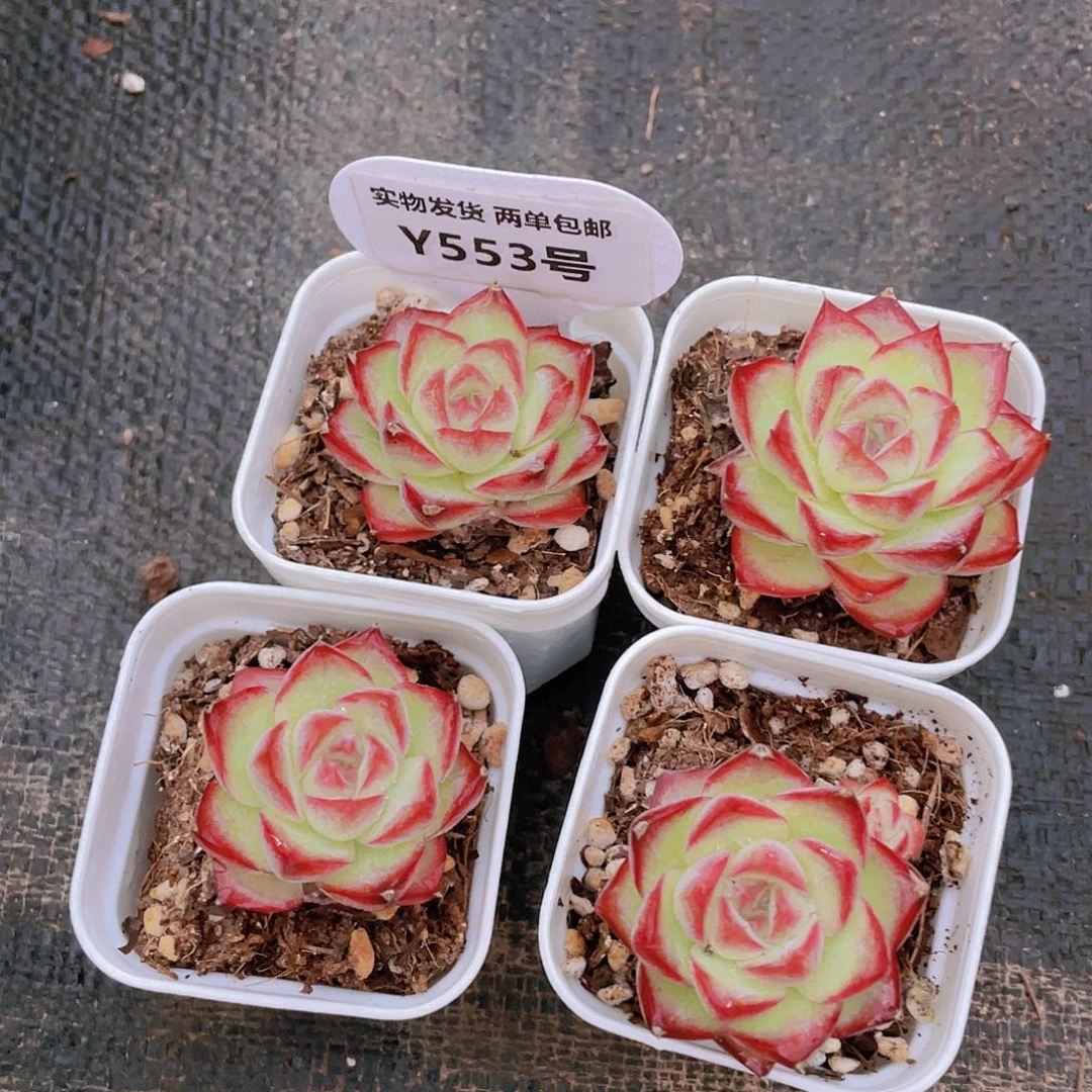 Y553-全状态豆沙包女王一个