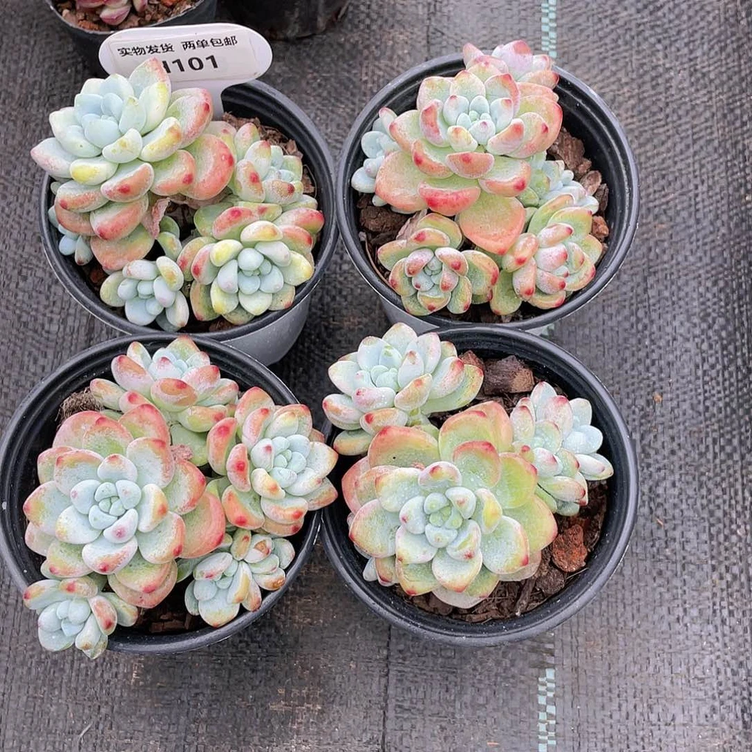 H101  全状态罗琦劳尔老桩两个