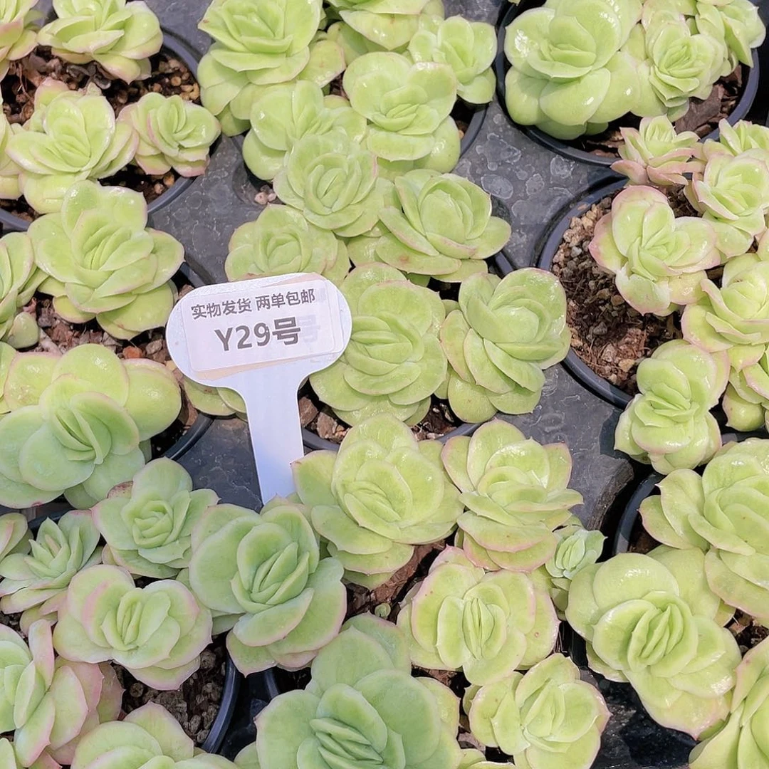 Y29-全状态精品老桩冰玫瑰多头群一个