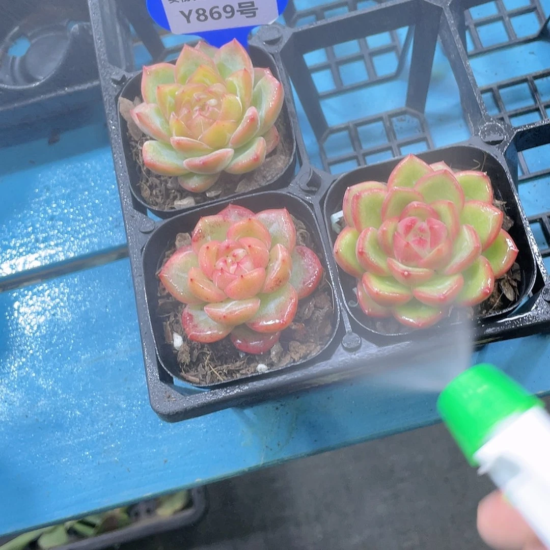 Y869-新品珍妮糖心一个