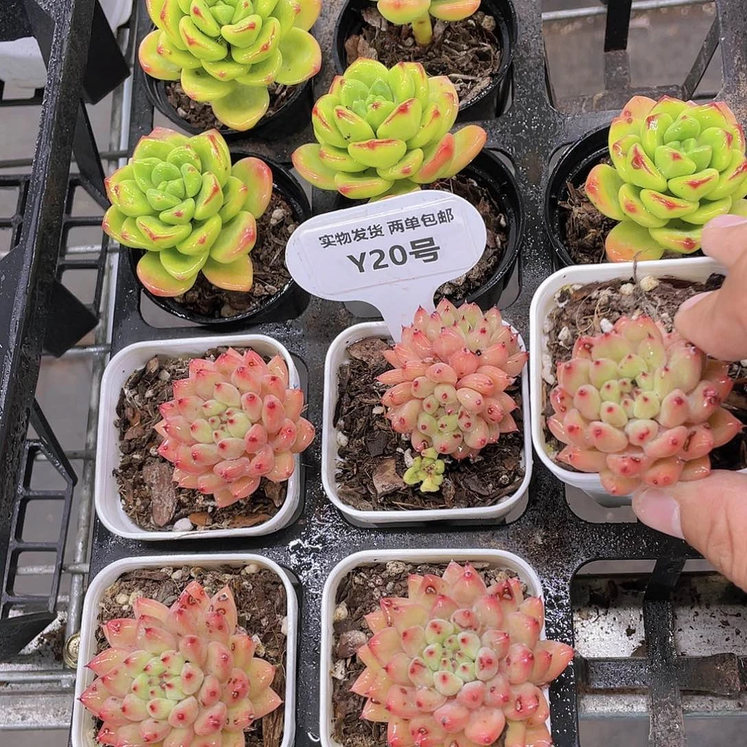 Y20-精品福利柠檬宝石➕小胖丁 两个