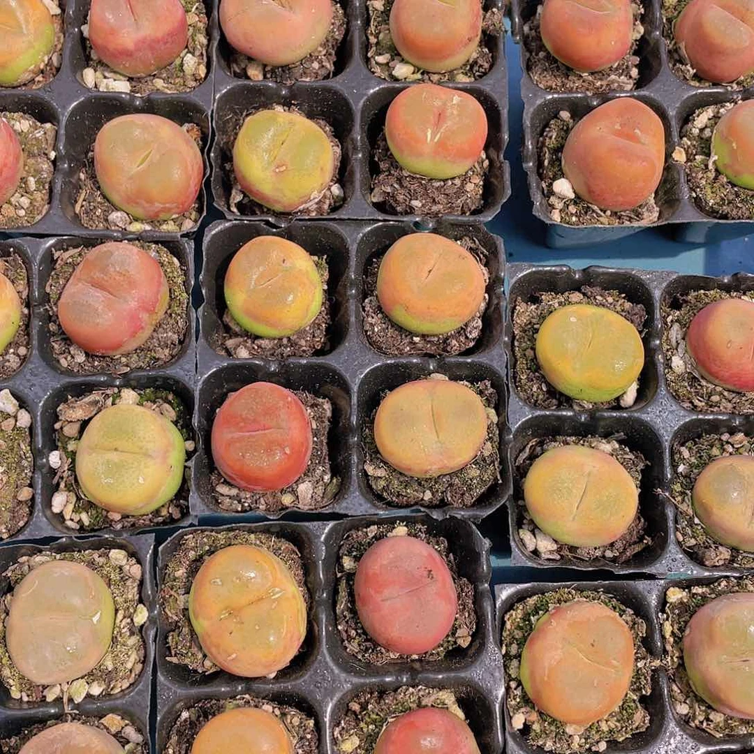 H844  五年精品毛汉尼4颗