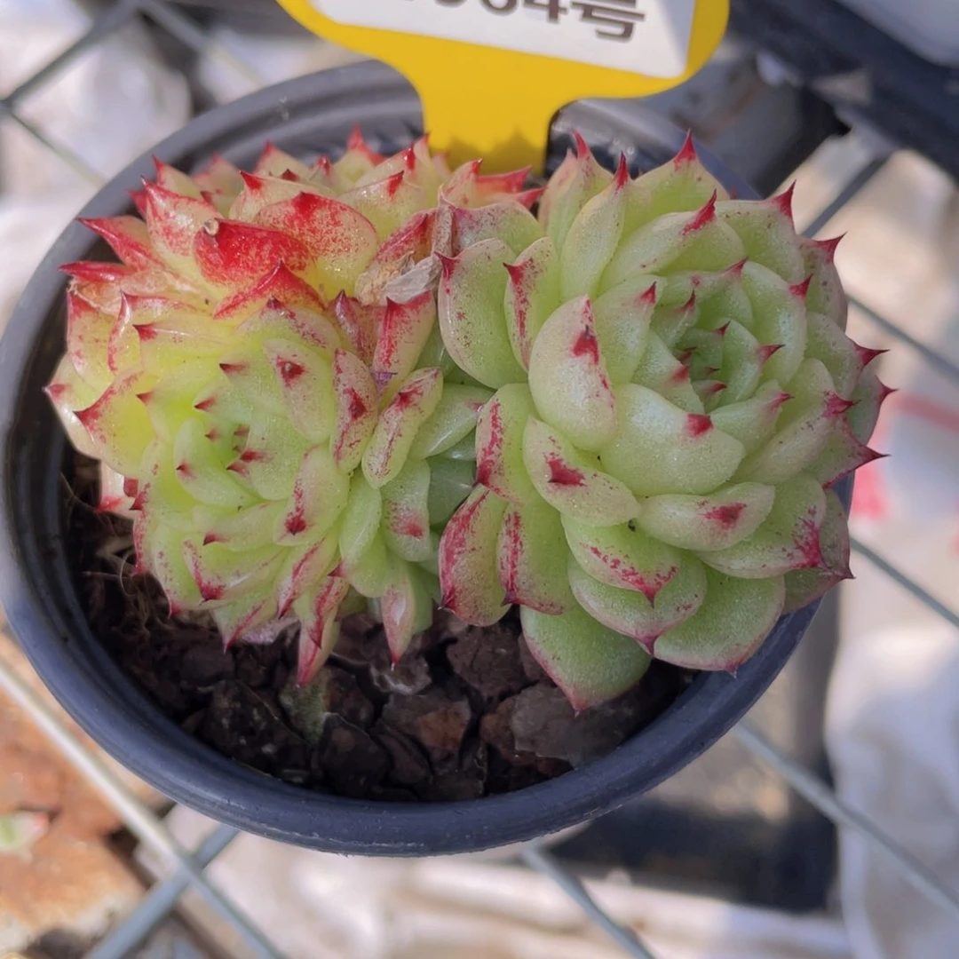 W964号 精品凤凰火麦秆群