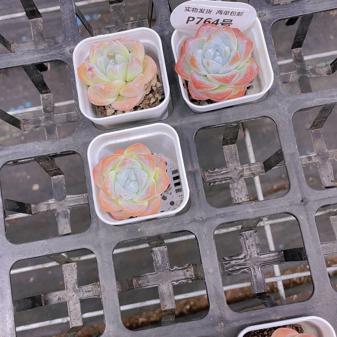 P764-全状态奶油钻石冰玉三个