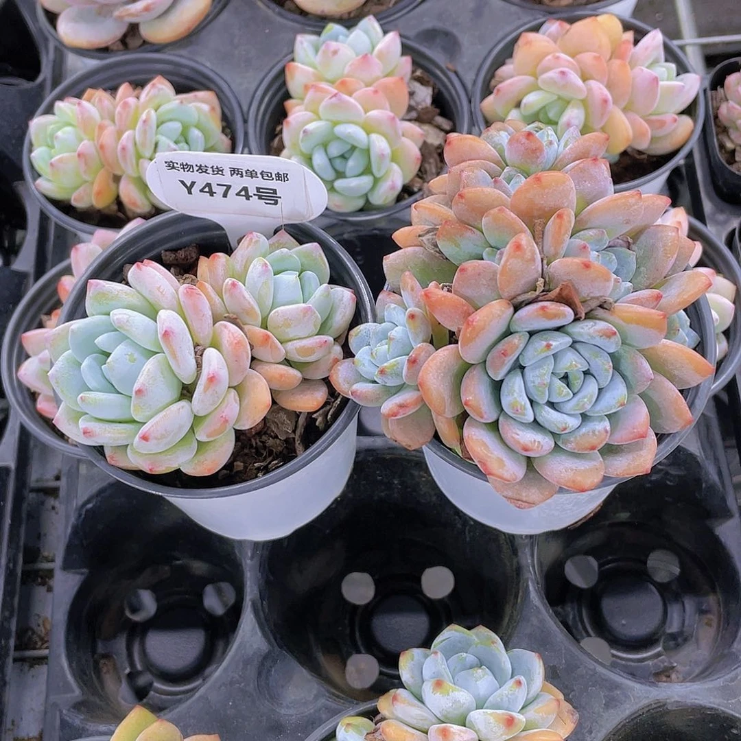 Y474-全状态丸叶冷香买群送双头