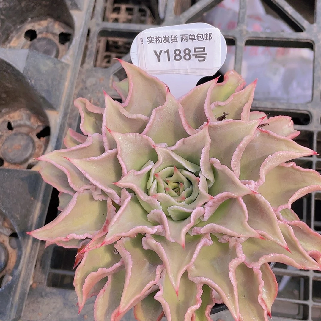 Y188-全状态精品大饺子皮一个