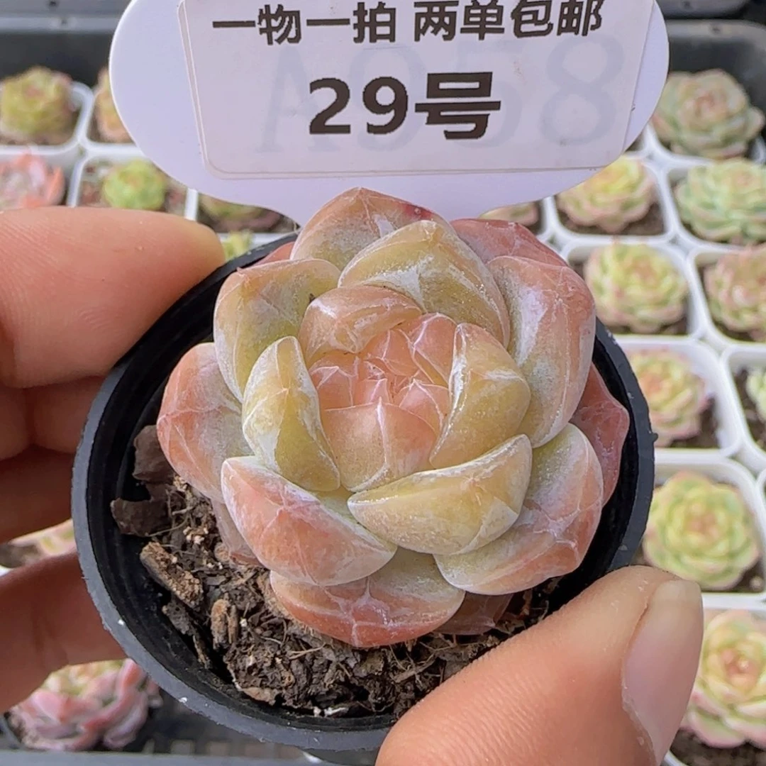 一物一拍29珍妮钻石糖心