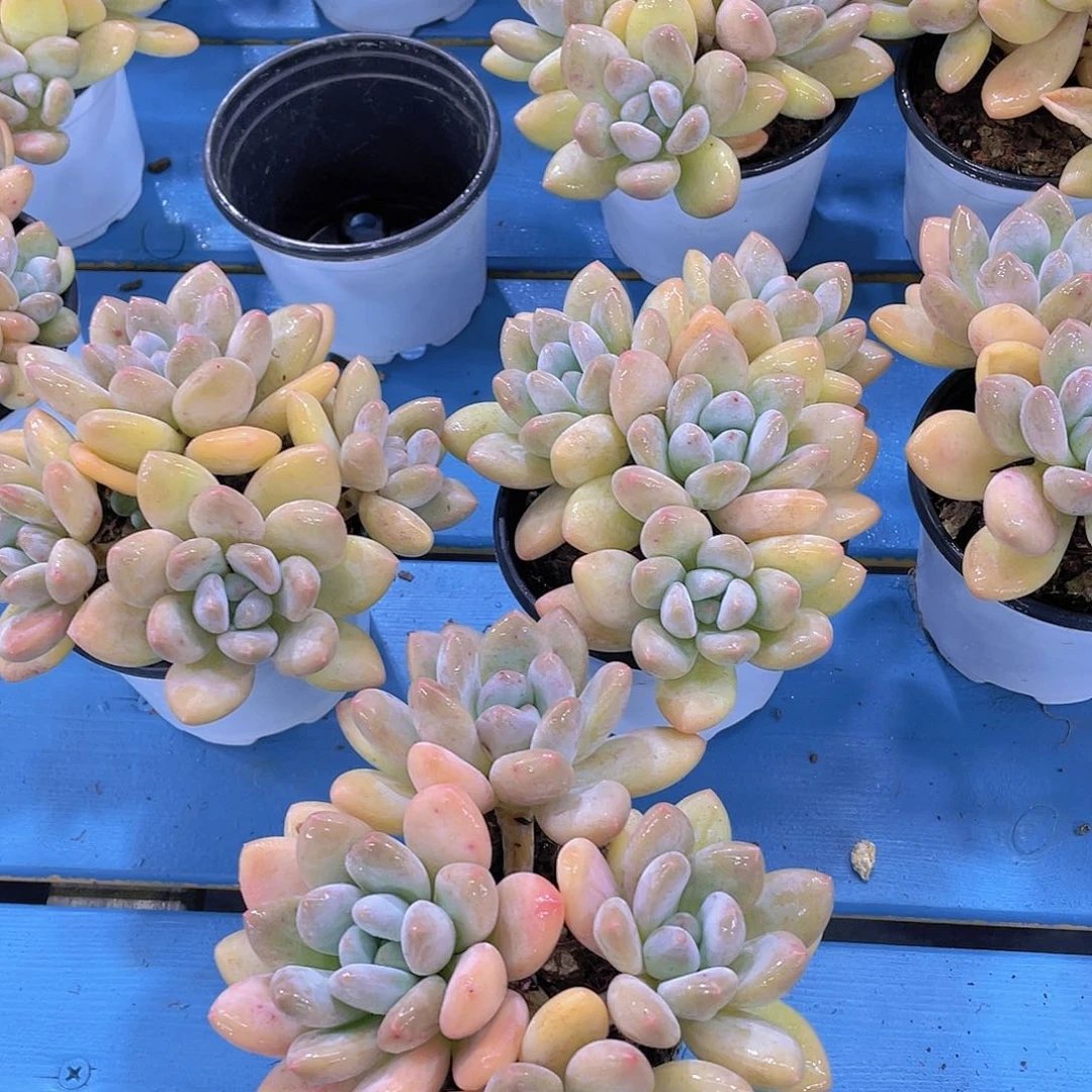 量拍5号 奶油香水老桩四头群