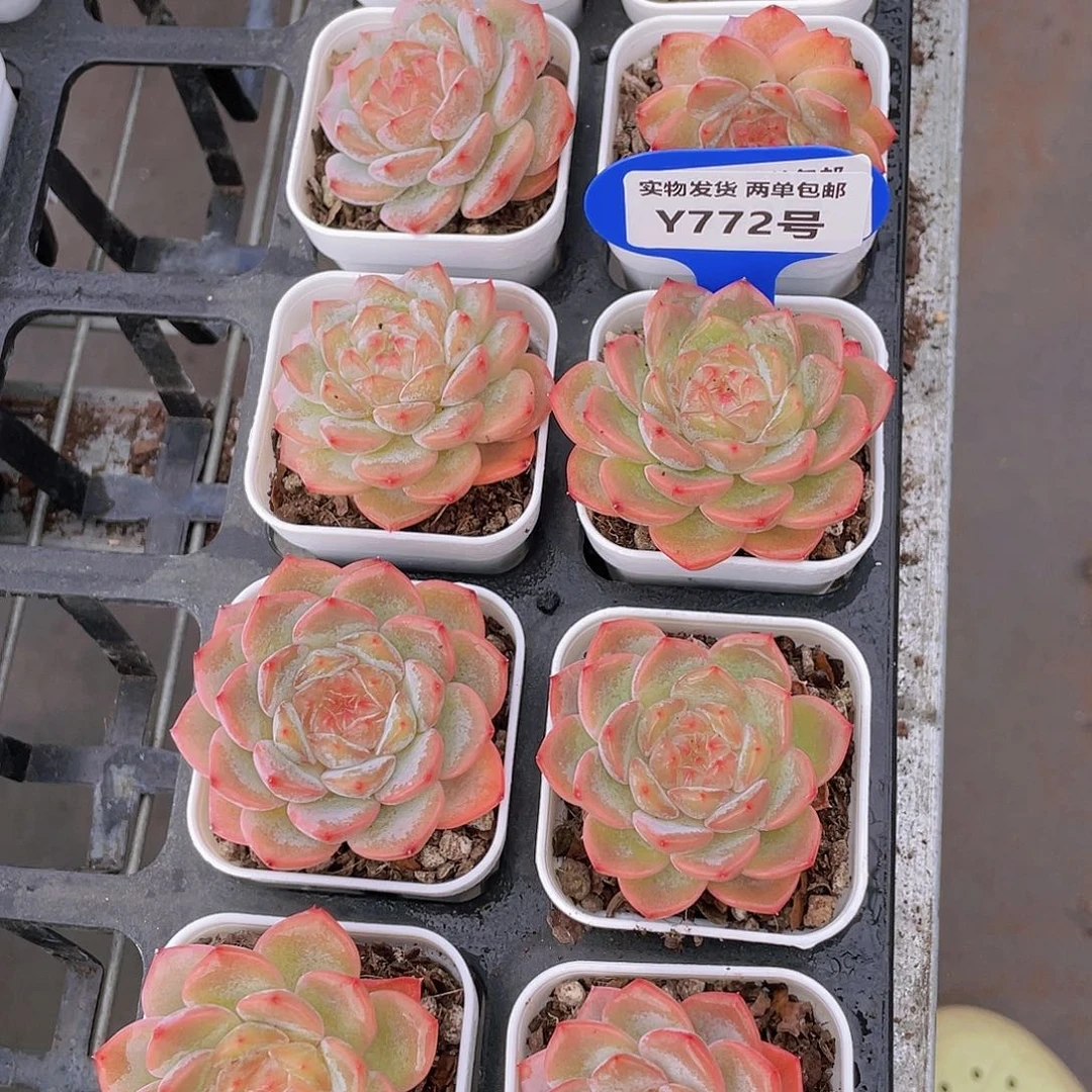 Y772-精品珍妮白桃汽水单头一个