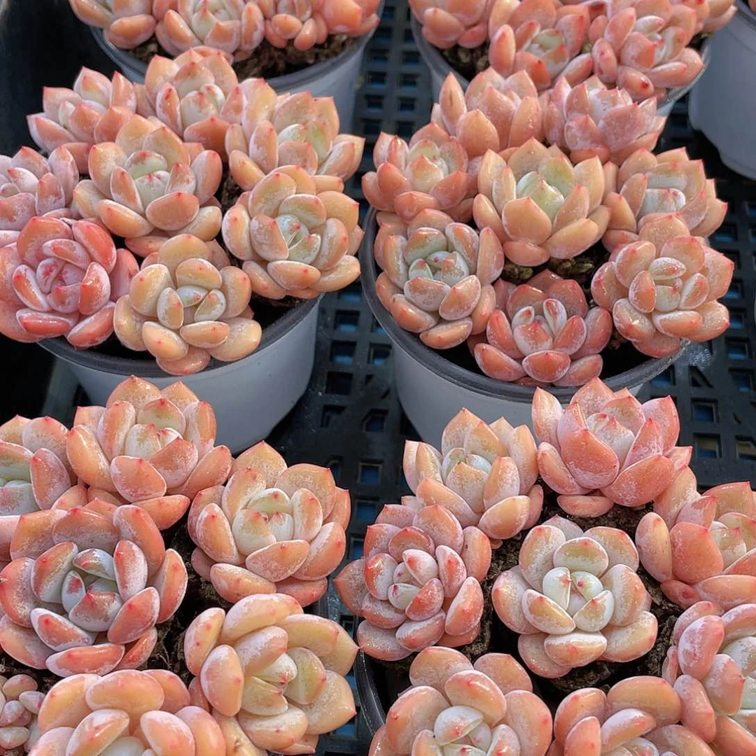 H991  全状态奶油雪天使拼盘8颗