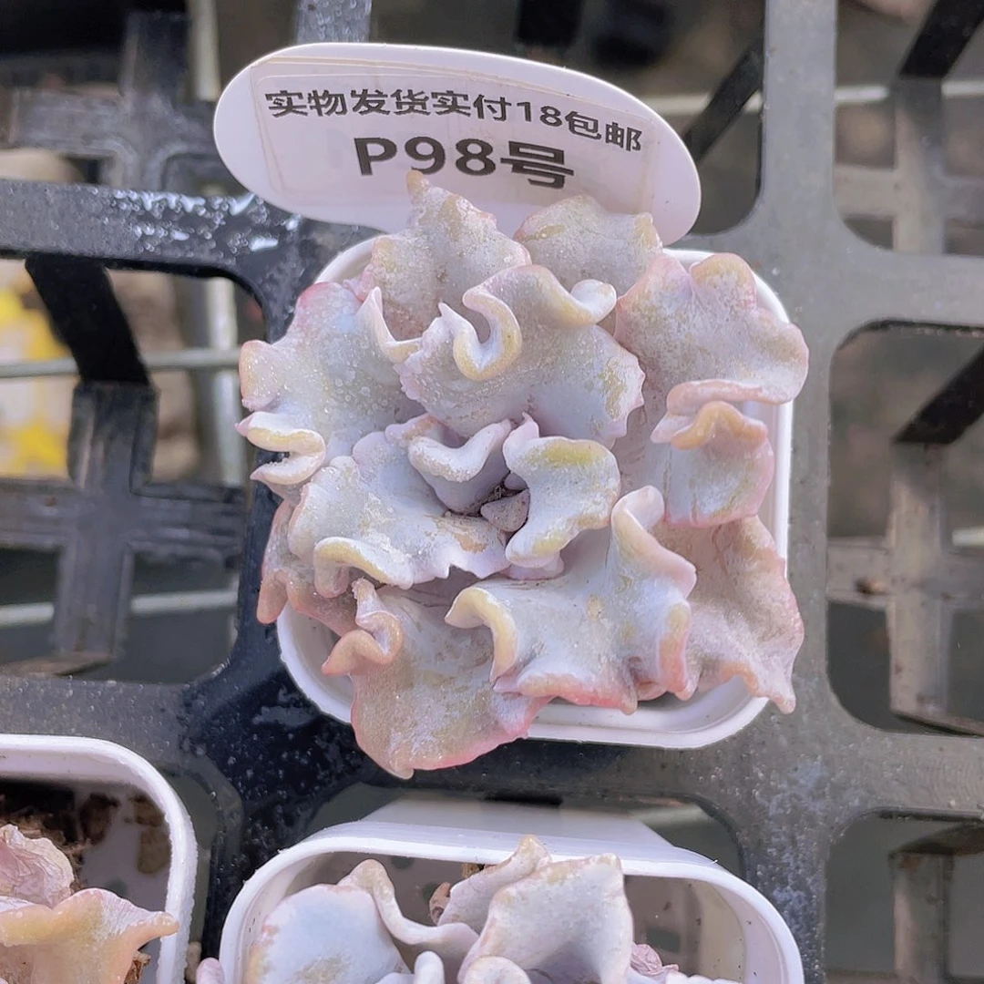 P98  正版芭蕾舞者单头两个