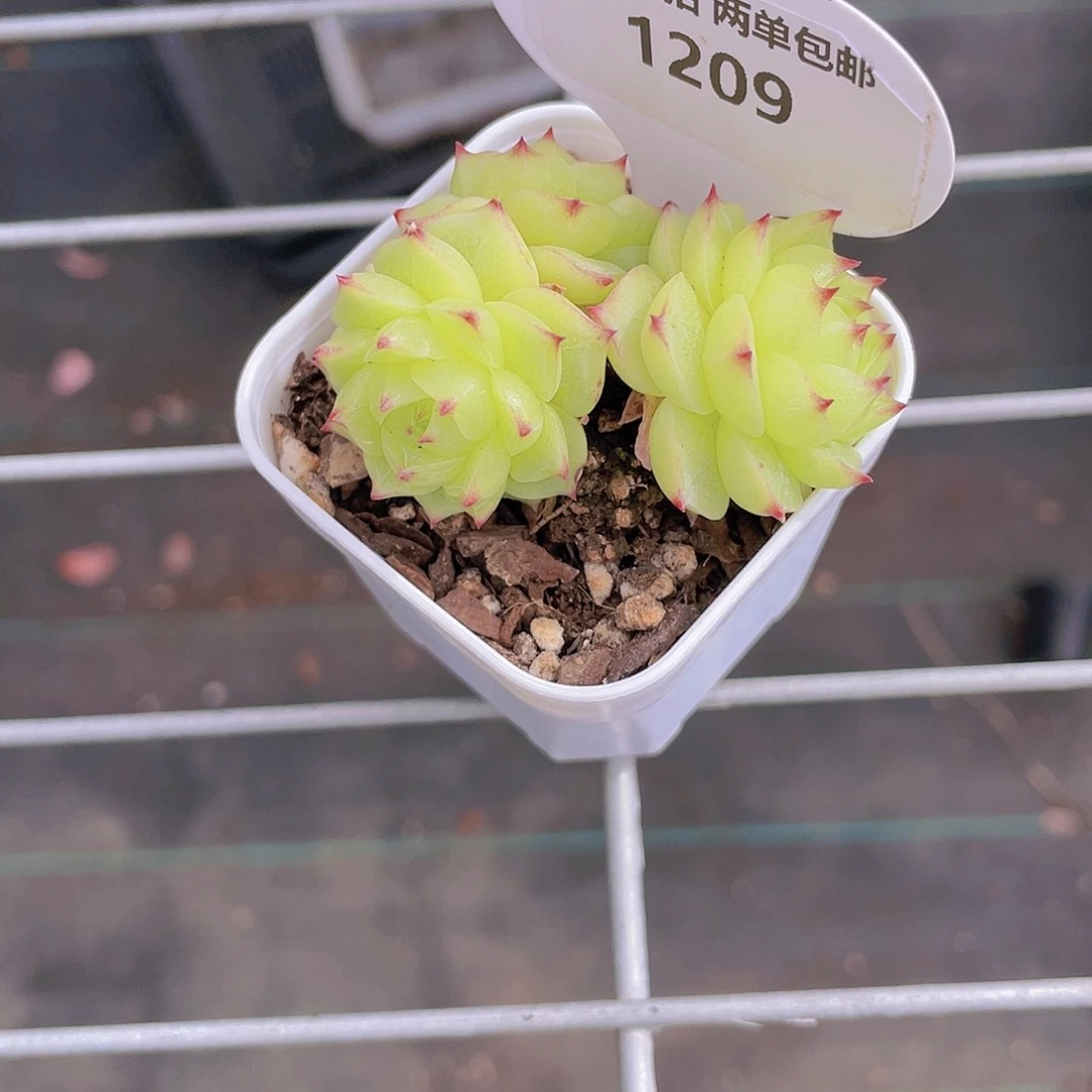 1209号 化水花朵麦秆群