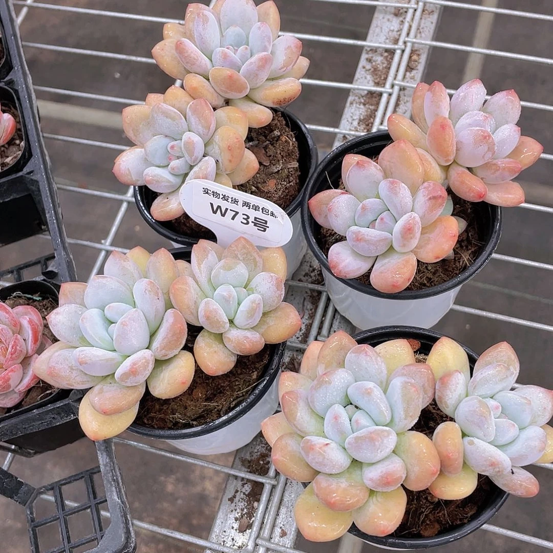 W73号 母本奶酪大香水一个