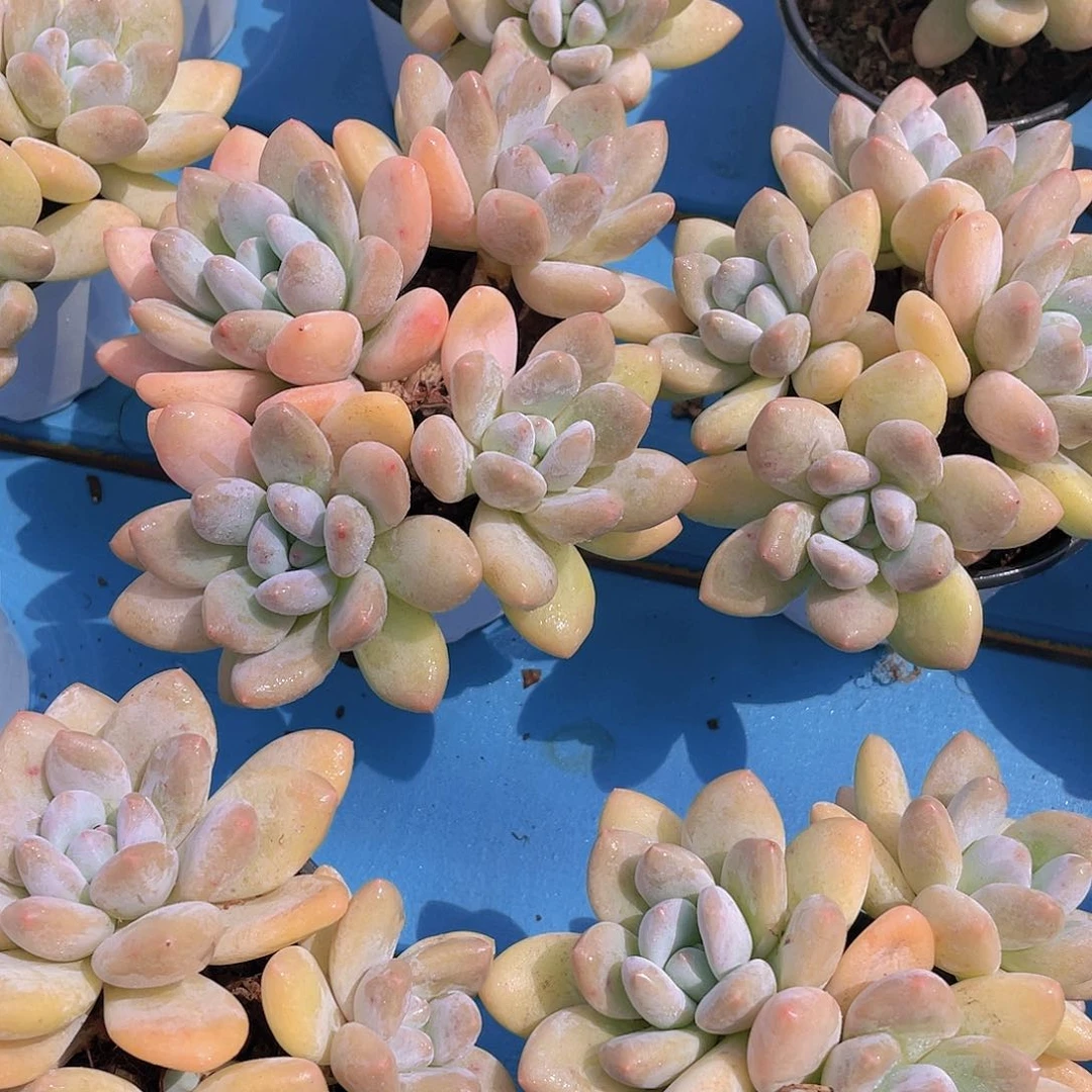 量拍5  奶油香水四头起