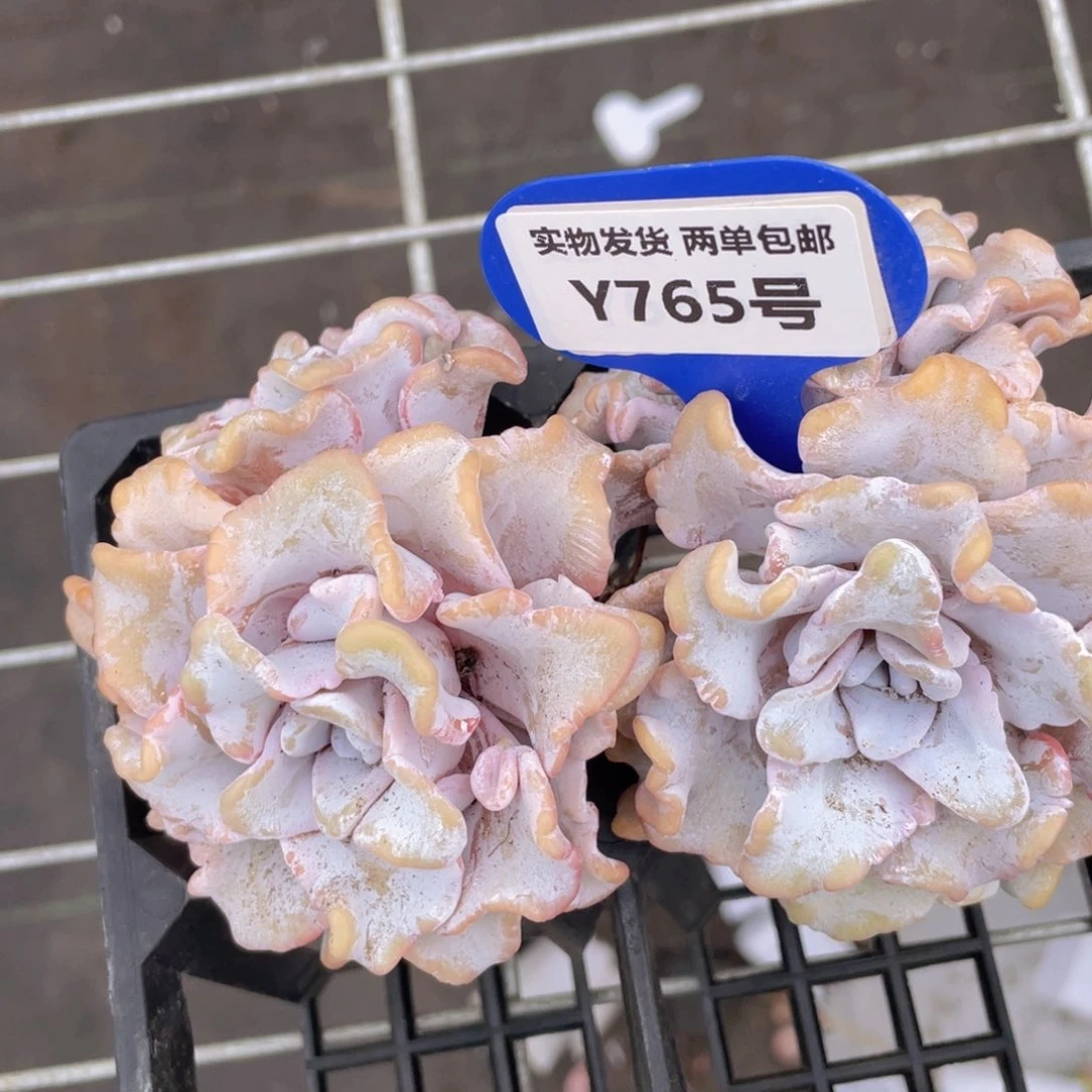 Y765-母本老桩白饺子皮双头一个