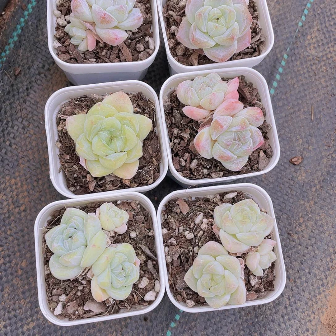 W671号 糖心冰玉两个