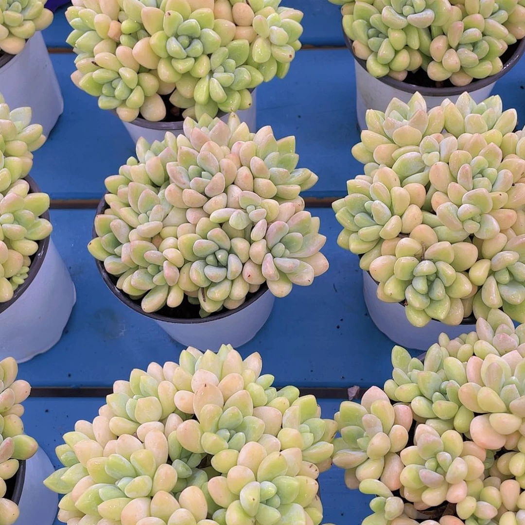 量拍6号 W全奶油奶酪蛋糕捧花大群