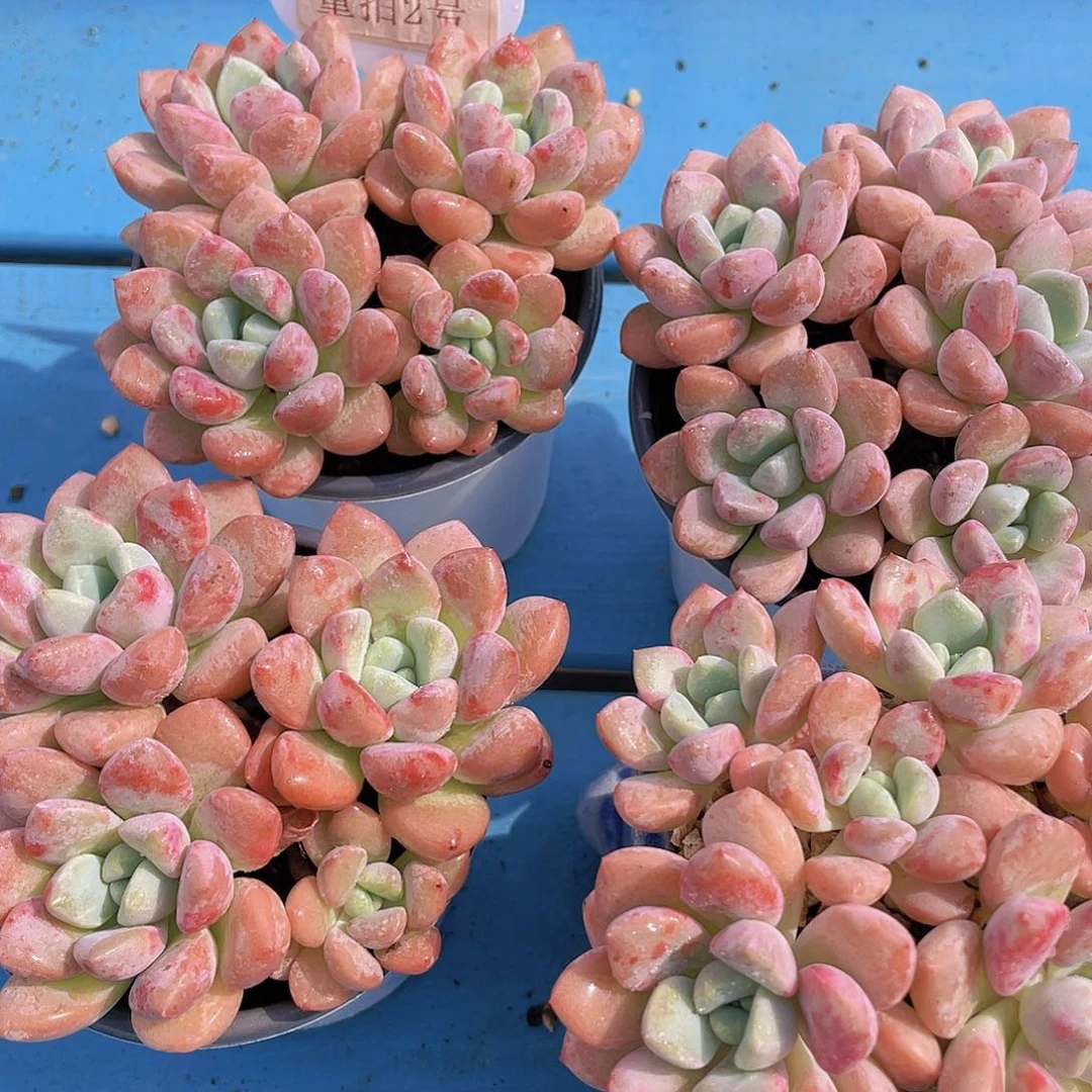 量拍2号 奶油花斑鹭群