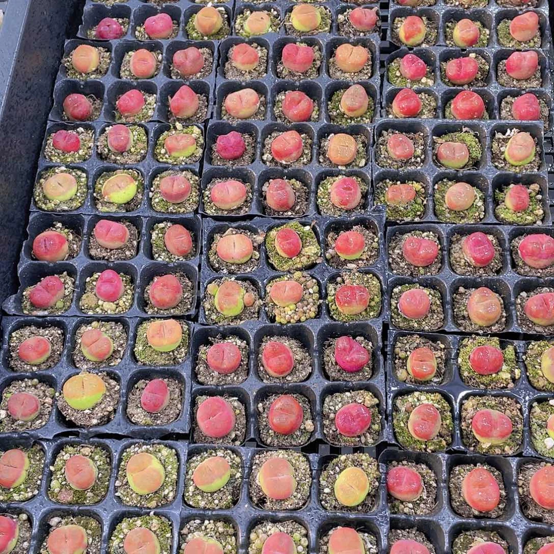 五年精品毛汉尼六个