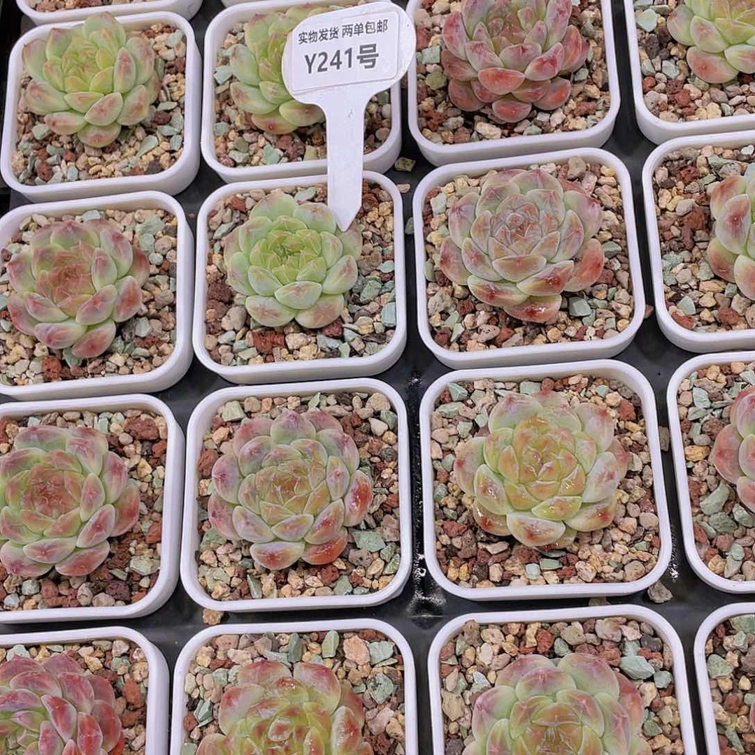 Y241-全状态钻石珍妮冰魄福利买一送一