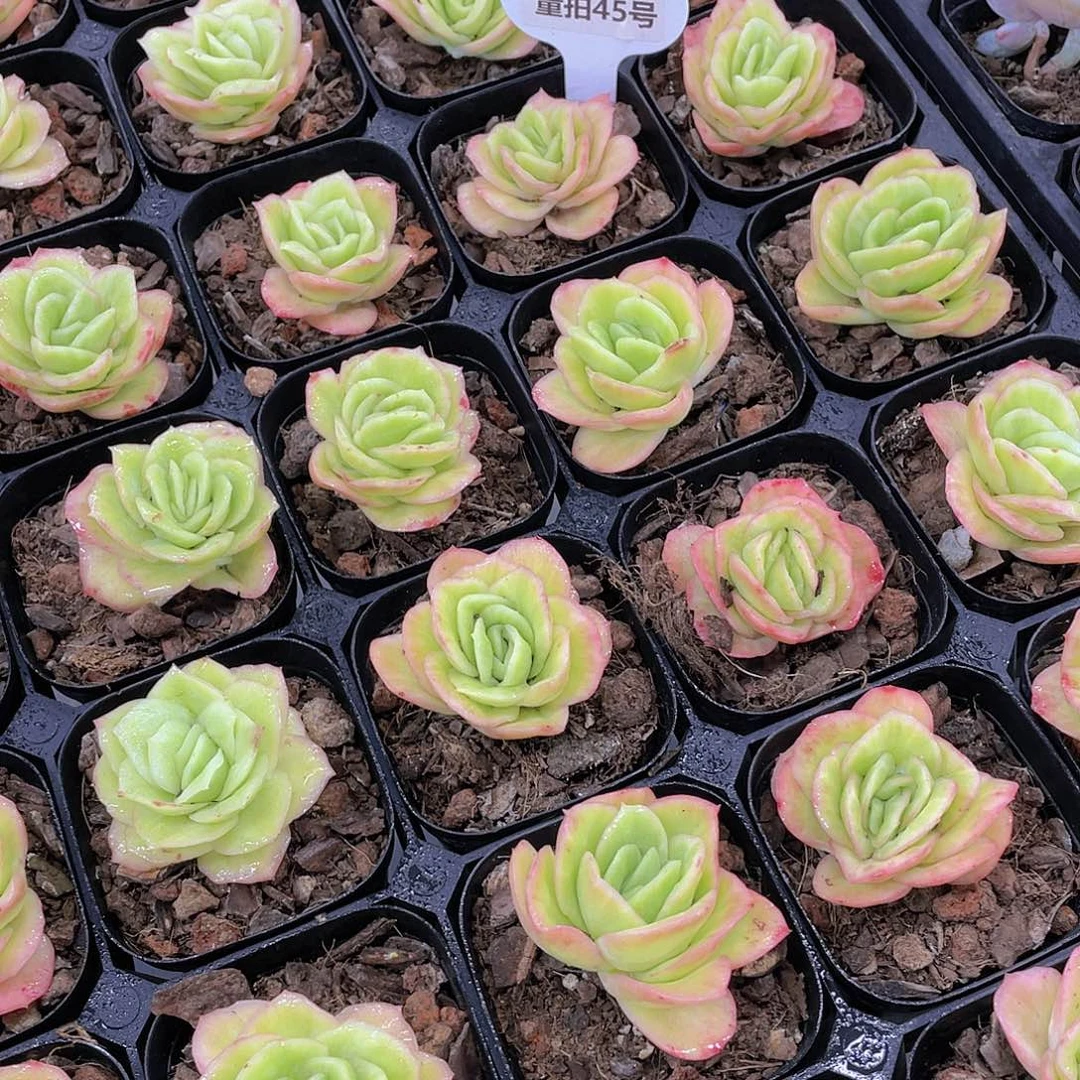 量拍45号 精品冰玫瑰单头一个