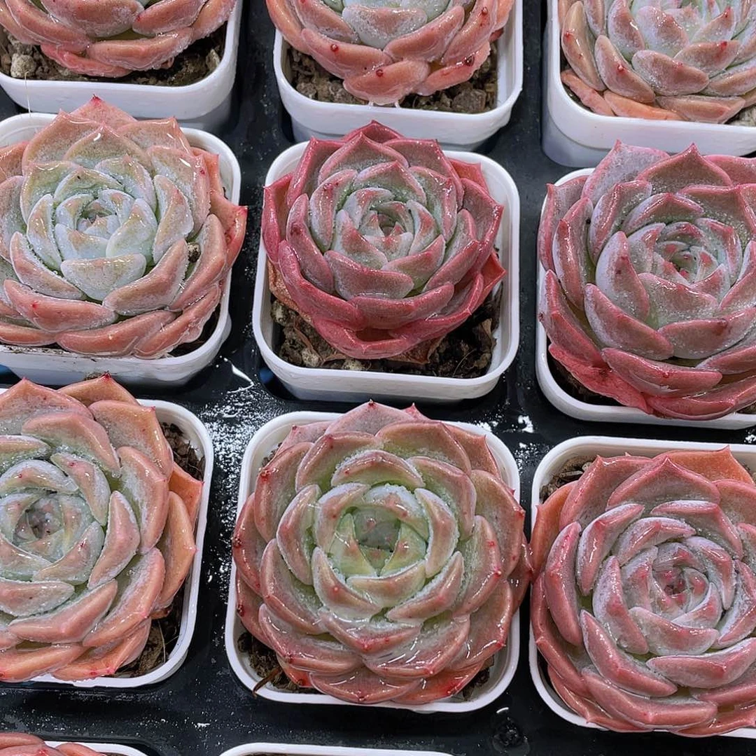 H87  全状态果冻冰魄单头3颗