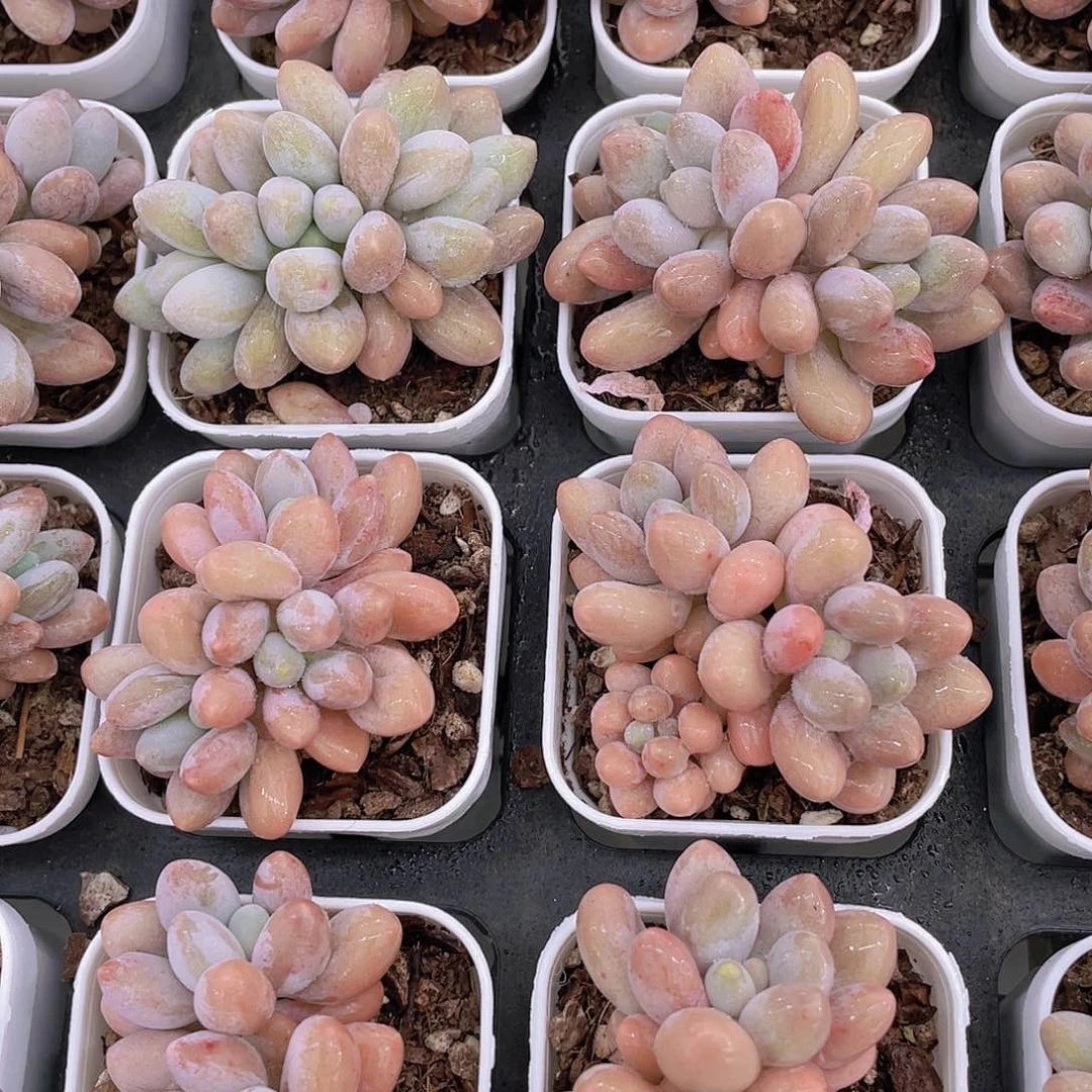 量拍35号 全状态丸叶汤圆群