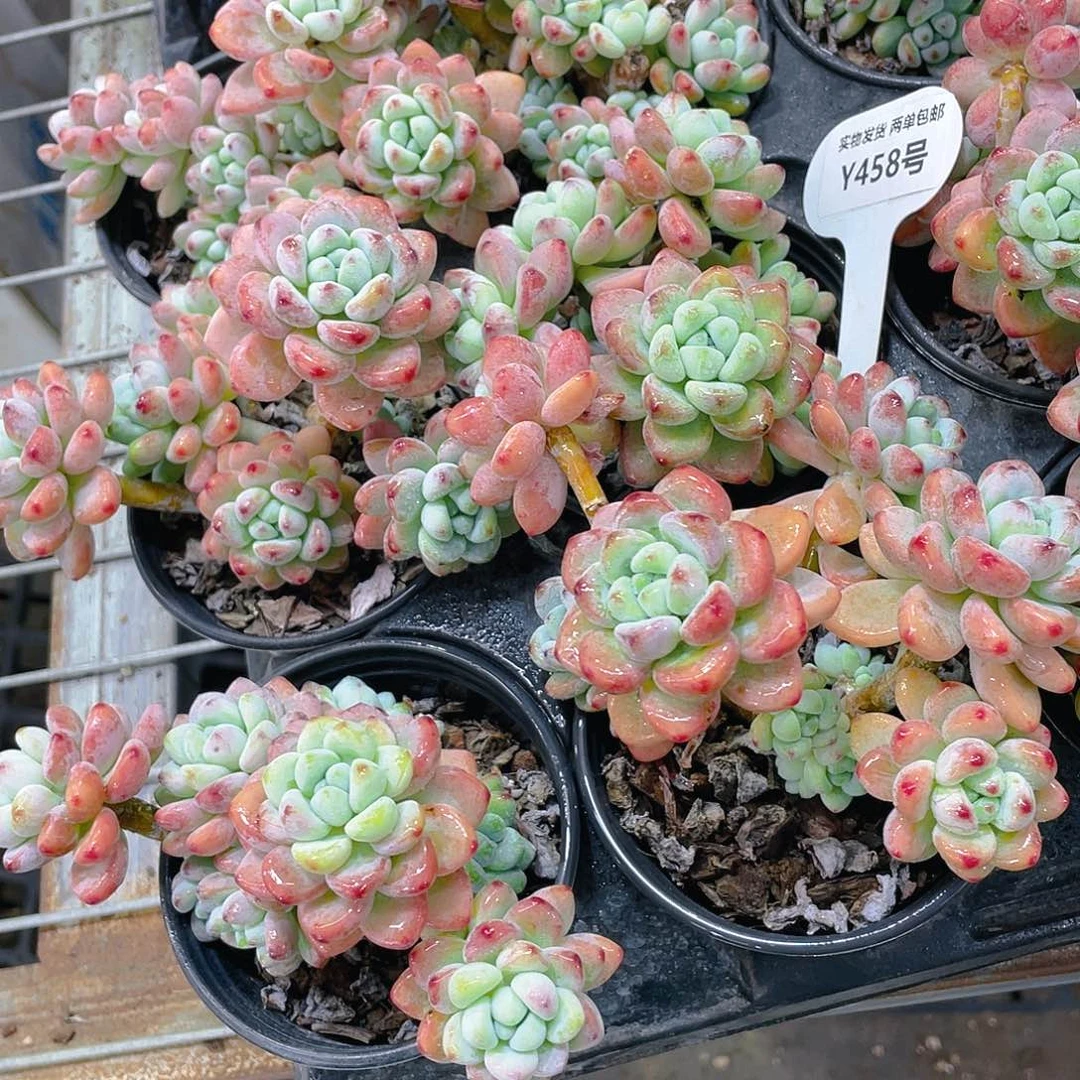 Y458-精品老桩果冻罗琦劳尔大群一个