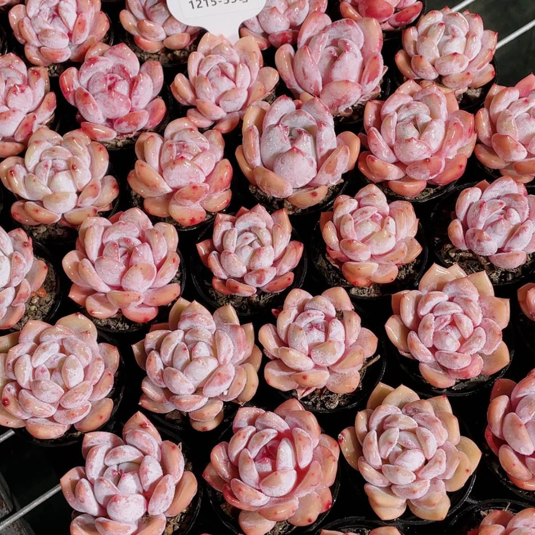 【闪购商品】1215-59号 开播福利韩橙三个