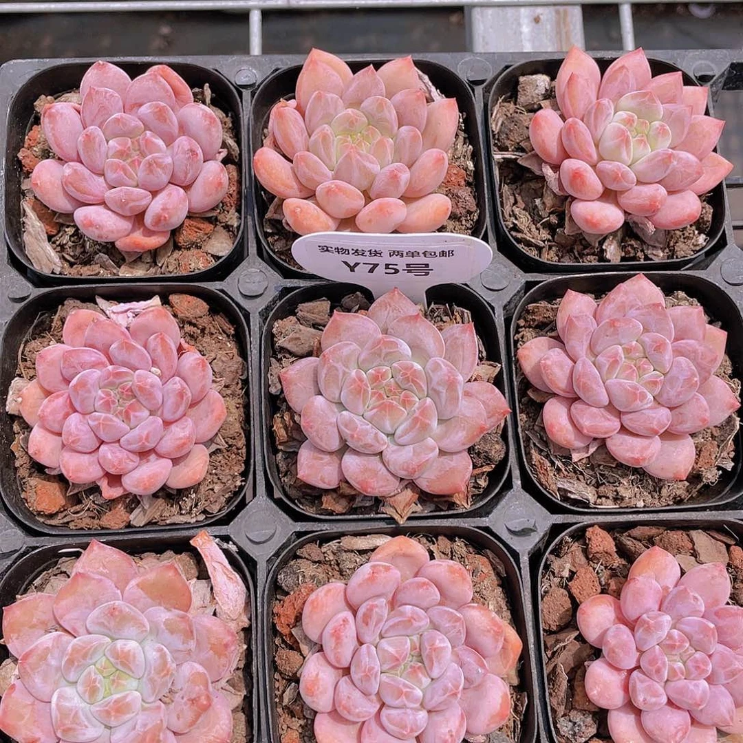 Y75-全状态钻石纹奶油半夏一个