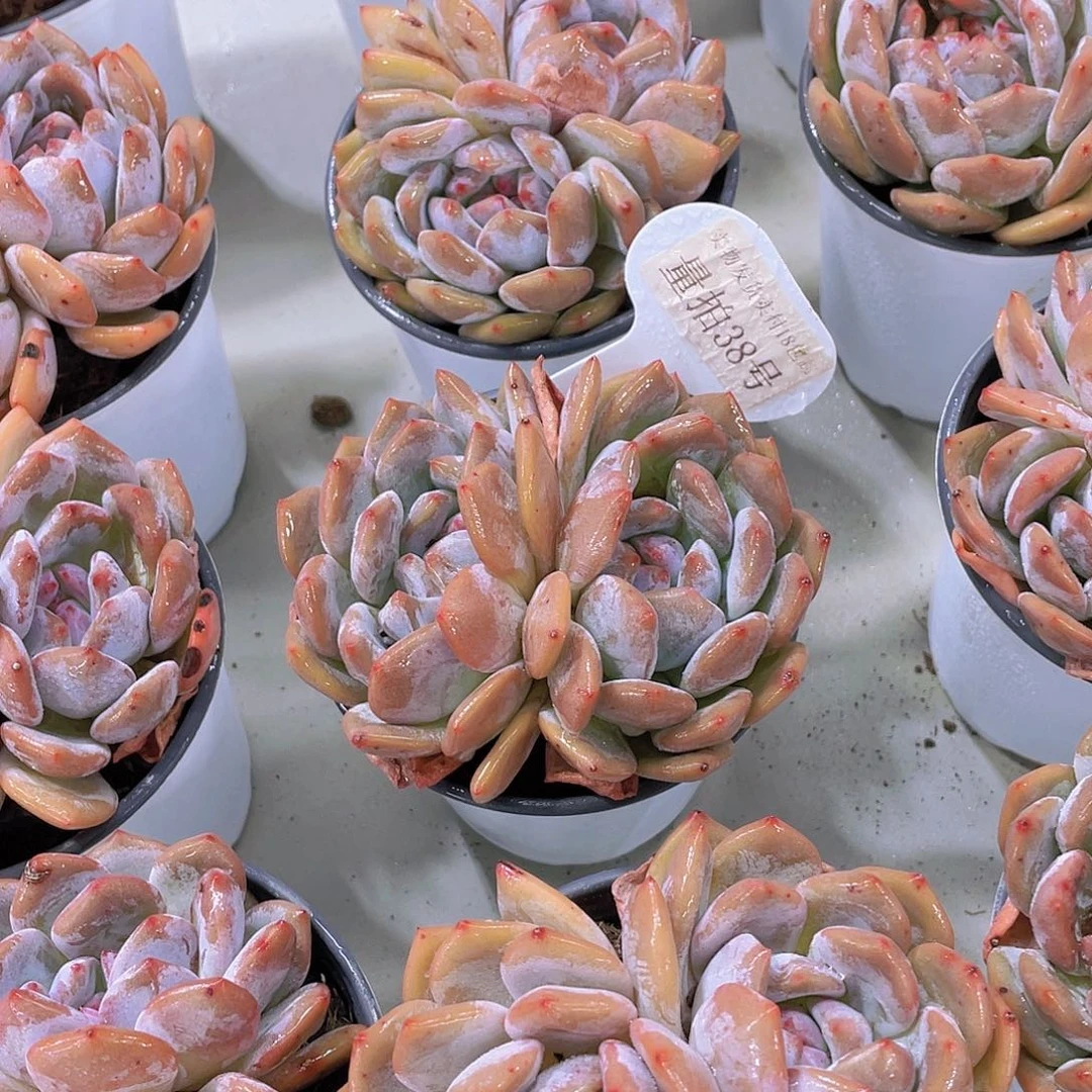 量拍38号 全状态奶油韩橙母本买一送一