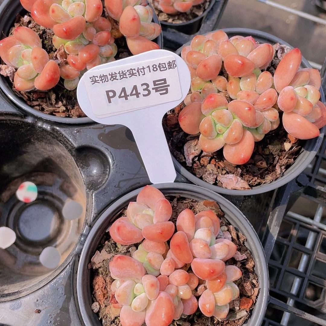 P443-全状态七彩果冻洛神群