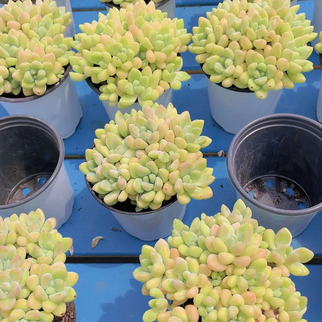 量拍6号 全奶油奶酪蛋糕捧花群