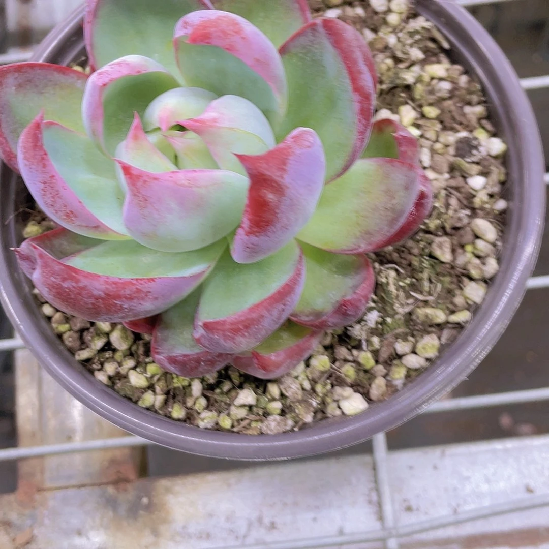 Y496-全状态精品惊鸿仙子一个