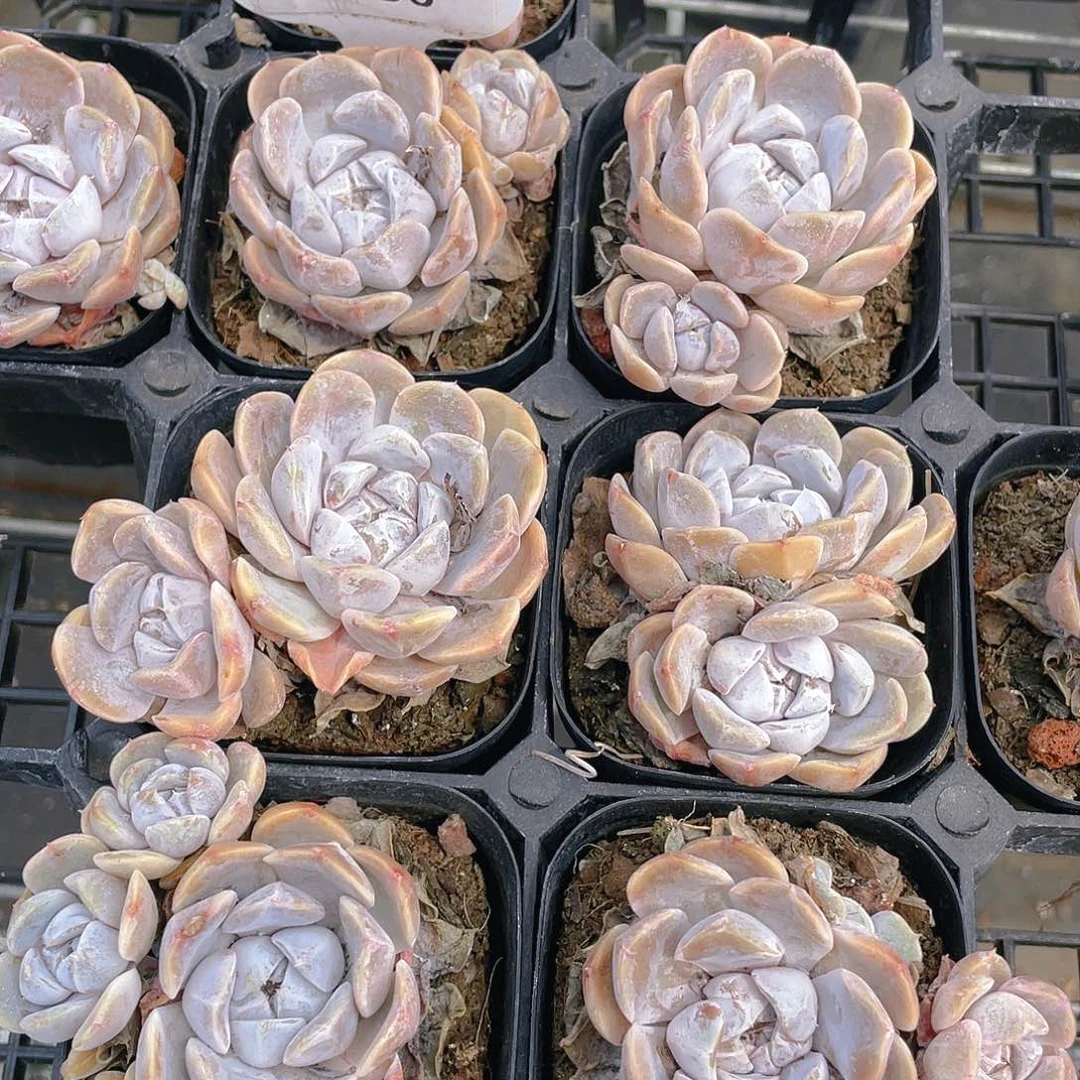 H196  精品汉堡双头一个