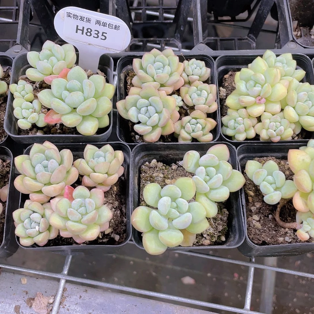 H835  w泡泡糖双头起  买一送一