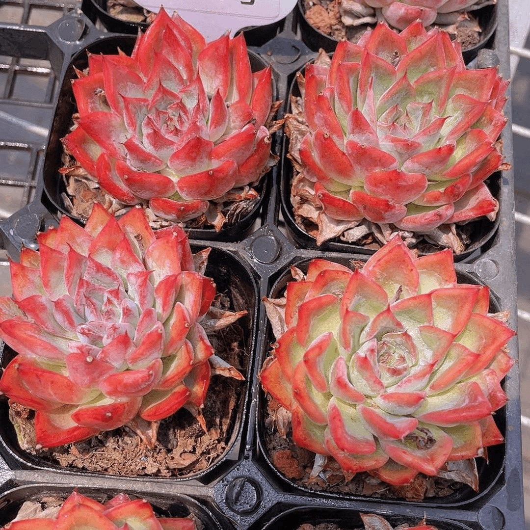 P231  精品黑天鹅单头