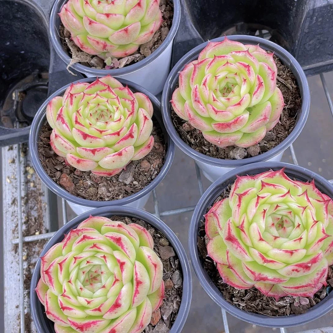 Y31-精品母本凤凰火麦秆一个