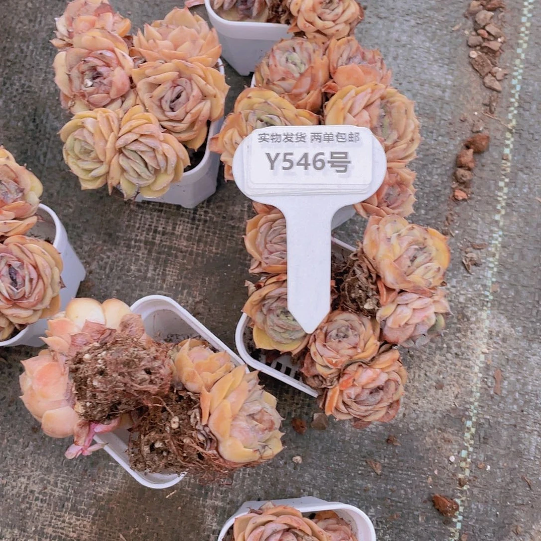 Y546-全状态糖心昂斯诺六头拼盘一个