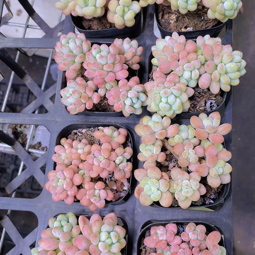 Y477-全状态精控鱼子酱群福利一个