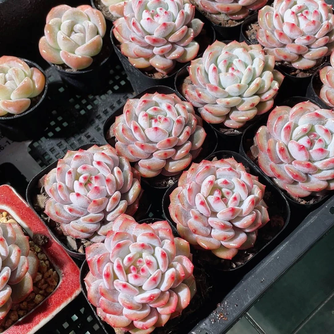 【闪购商品】精品星星橙单头