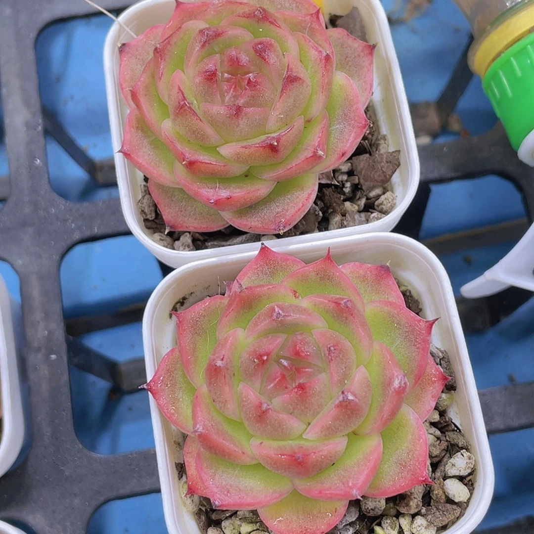 W614号 包子糖心麦秆两个