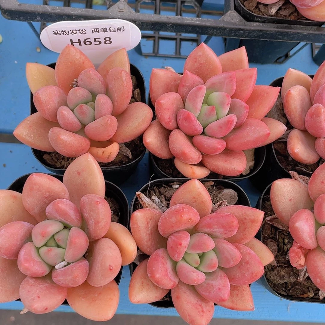 H658  精品桃花源单头一个