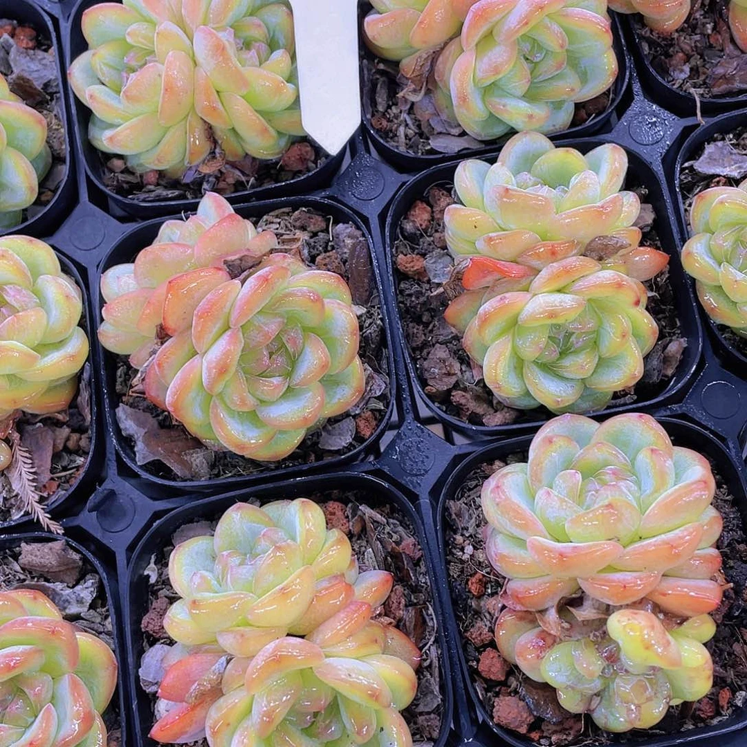 Y257-全状态精品星星珍妮双头一个