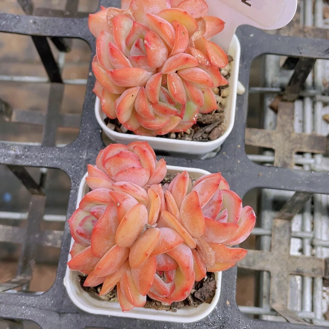 H132  全状态草莓杏仁群一个